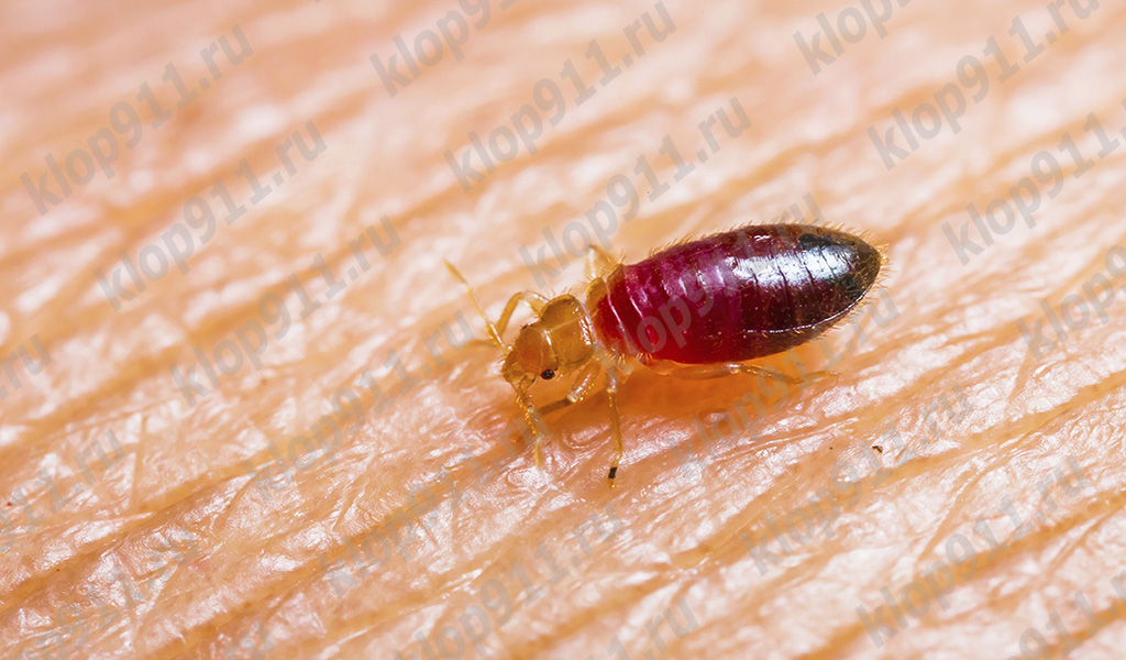 Larva štěnice