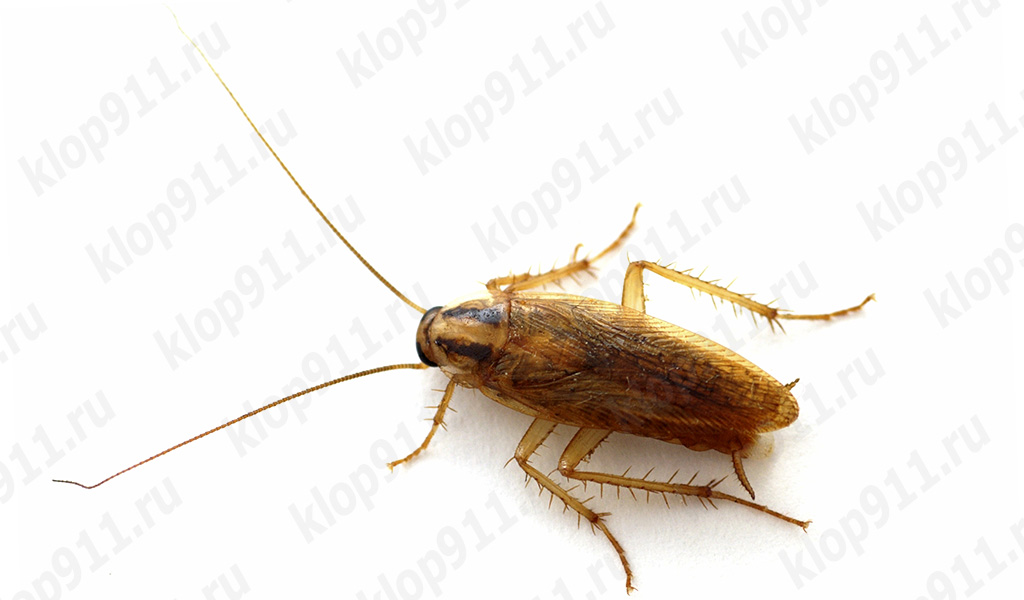 Dospělý jedinec