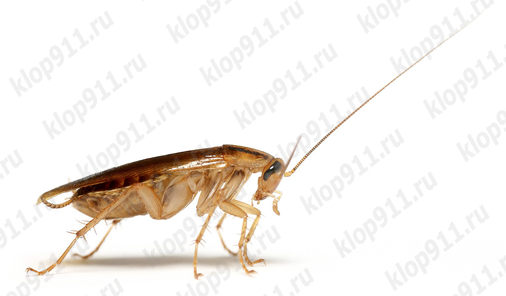 Šváb ztratil svou tykadlo