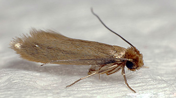 Moli